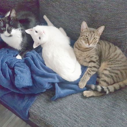 Hunde und Katzen aneinander gewöhnen