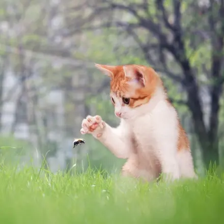 Können Hummeln eigentlich stechen?
