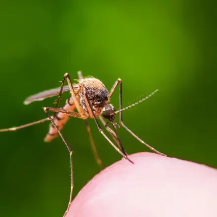 Warum jucken Mückenstiche?
