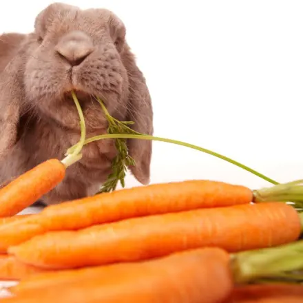 "Bernhards Welt": Haddu Möhrchen?