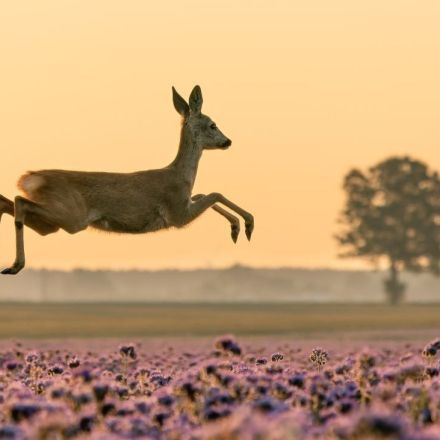 „Bernhards Welt“: Die Renaissance der Klassiker