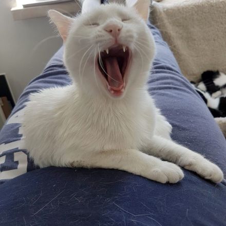 Tiere mit Handicap adoptieren – Erfahrungsbericht