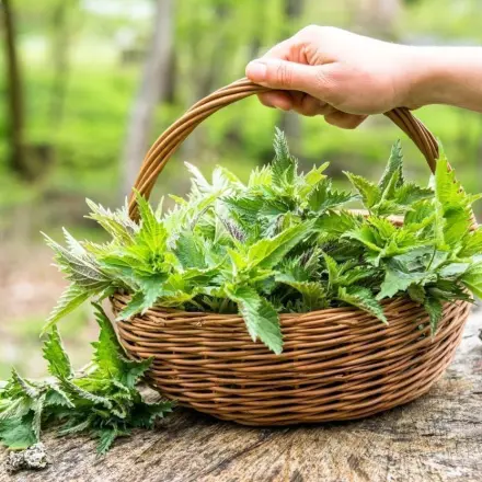 Brennnessel-Tee und Birkensaft gegen Frühjahrsmüdigkeit