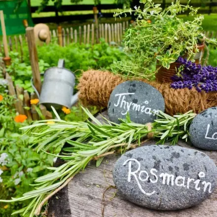 Heilkräuter aus der Natur von A bis Z - Wirkung und Anwendung