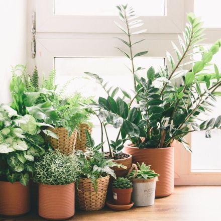 Blattläuse bekämpfen mit Knoblauchwasser