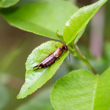 „Kneifen Ohrenkneifer in die Ohren“?