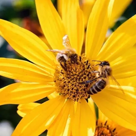 Arnica - Wirkung, Anwendung und Tinkturen