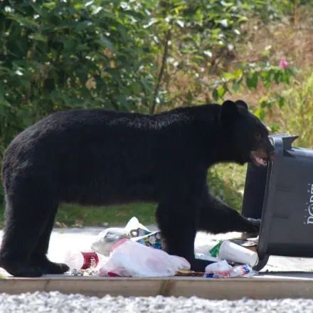 "Bernhards Welt": Bruno und andere Problembären