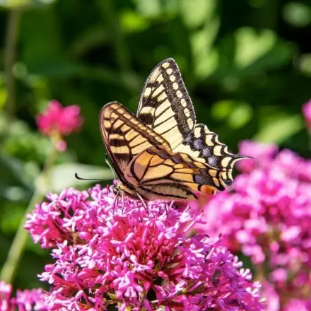 Baldrian: Wirkung und Anwendung - süße Träume & Entspannung