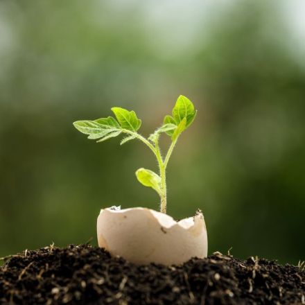 Dünger selber machen: 14 Alternativen zur chemischen Keule