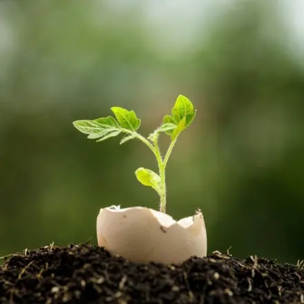 Dünger selber machen: 14 Alternativen zur chemischen Keule