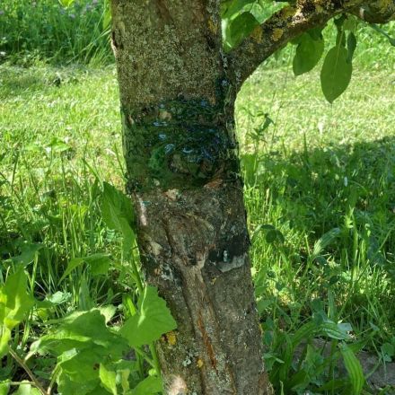 Raupenleim – umweltschonende Barriere für kriechende Schädlinge