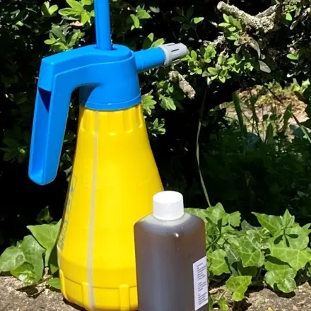 Buchsbaumzünsler bekämpfen mit Neemöl