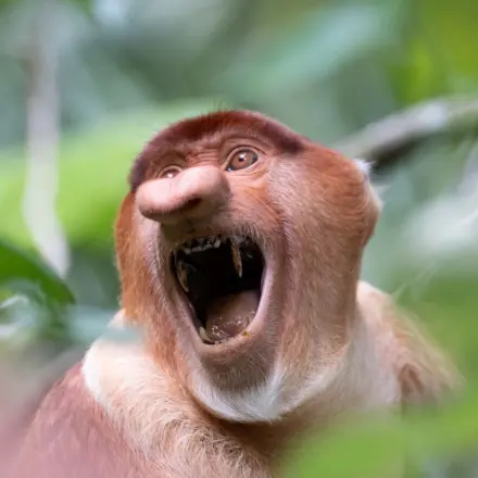 „Warum sind Nasenaffen so hässlich?“