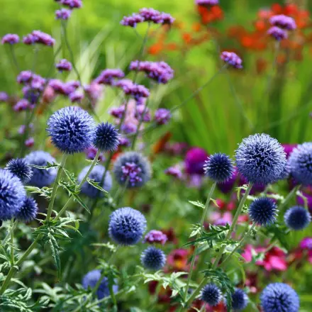 Distel – Wirkung und Anwendung