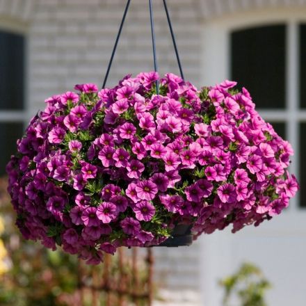 Hänge- und Topfpflanzen im Garten sparsam wässern