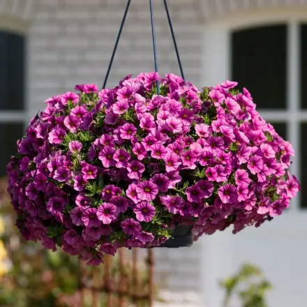 Hänge- und Topfpflanzen im Garten sparsam wässern