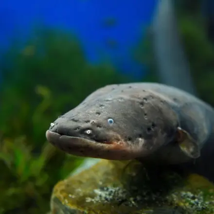 „Macht der Zitteraal wirklich Strom?“