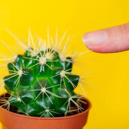 „Wozu hat ein Kaktus Stacheln?“