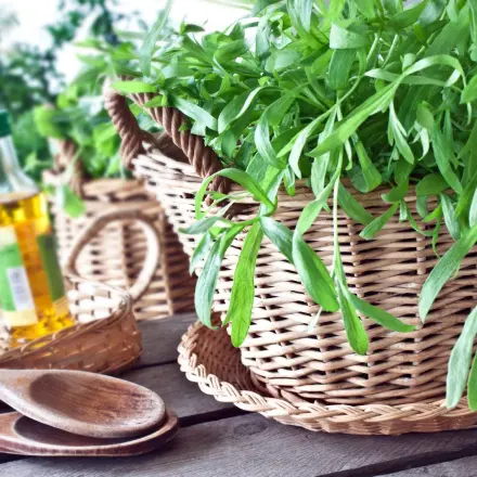 Estragon – würzen und heilen