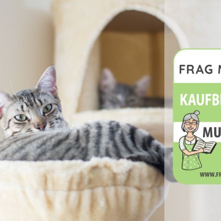 Katzen-Kletterwand Test & Vergleich: 6 günstige Empfehlungen