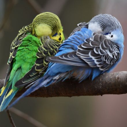 "Warum fallen Vögel beim Schlafen nicht vom Baum?"