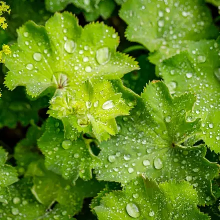 Frauenmantel – Wirkung und Anwendung