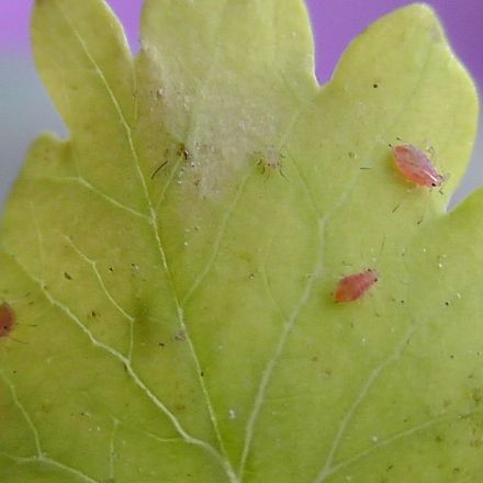 Blattläuse umweltverträglich entfernen