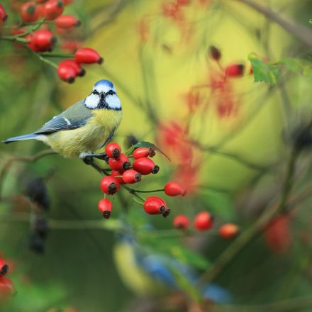 Hagebutte: Heimisches Superfood für ein starkes Immunsystem