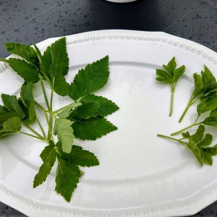 Giersch - Heilkraut oder Unkraut?