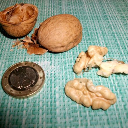 Walnuss mit 1-Euro-Münze öffnen
