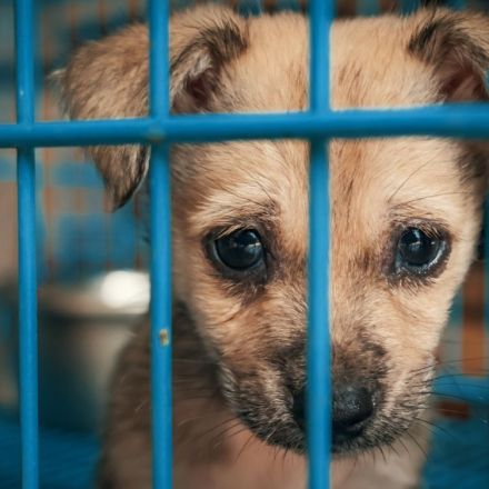 Tierschutz zu Weihnachten - Gewinne eine Tierheim-Patenschaft