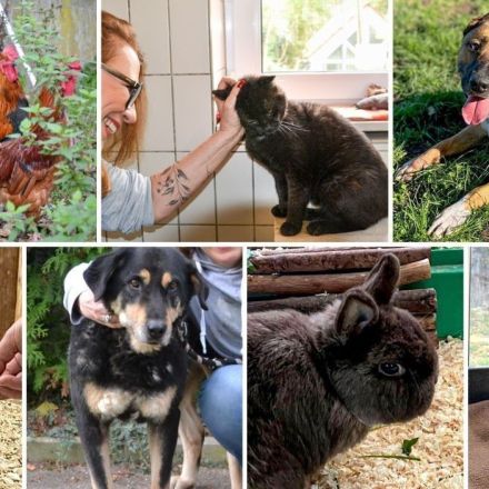 Weihnachtspaten gefunden – Hoffnung für Tierheim-Dauerbewohner