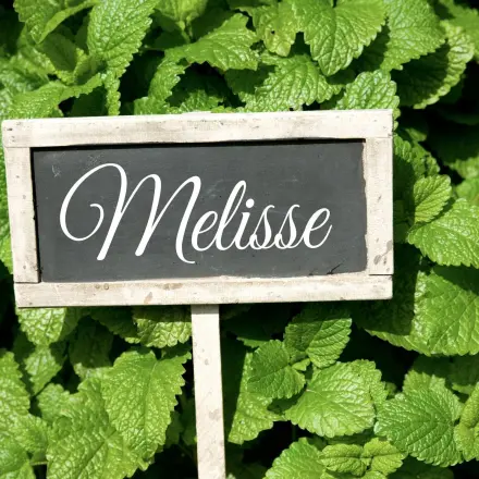 Melisse: Wirkung, Anwendung und Tee-Rezepte