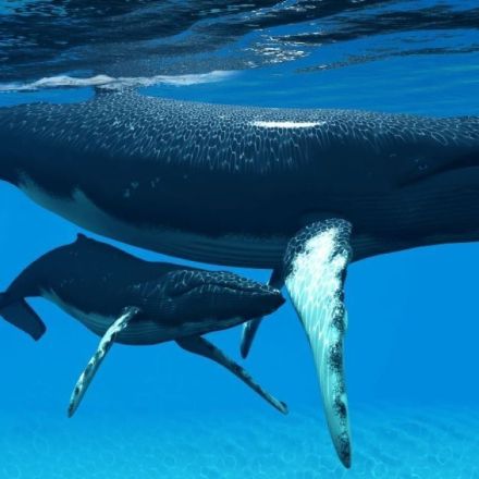 „Haben Wale Ohren?“