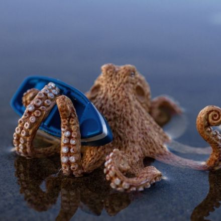 „Gibt es Riesenkraken?“