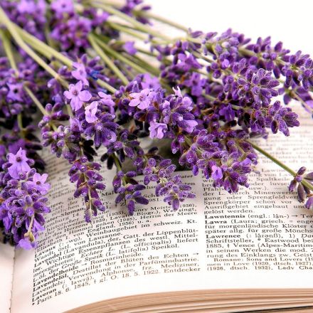 Lexikon der Pflanzen und Heilkräuter – 1.Teil: A bis M