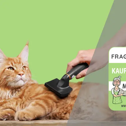 Katzenbürsten Test & Vergleich: 3 günstige Empfehlungen