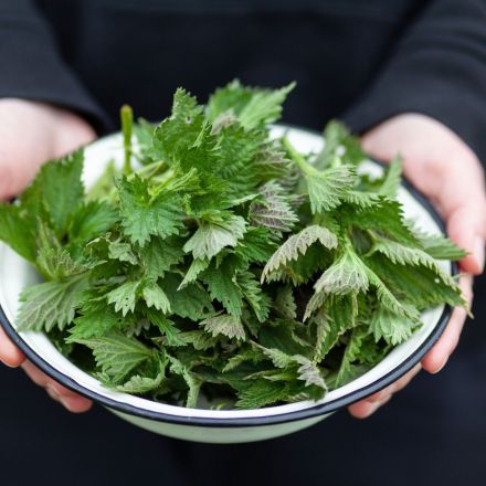 Brennnesseln ernten ohne Brennen