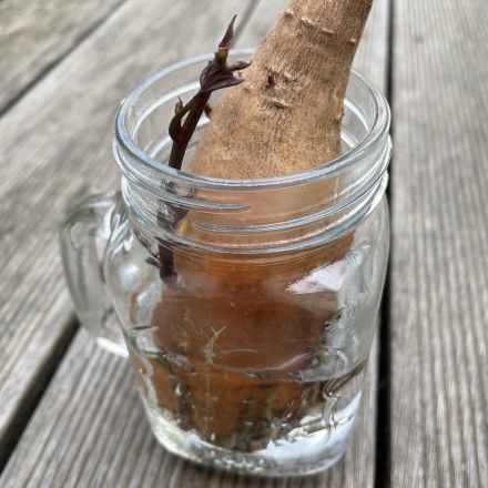 Süßkartoffel-Pflanze selber ziehen