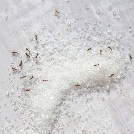 Ameisen vertreiben mit Zuckerwasser