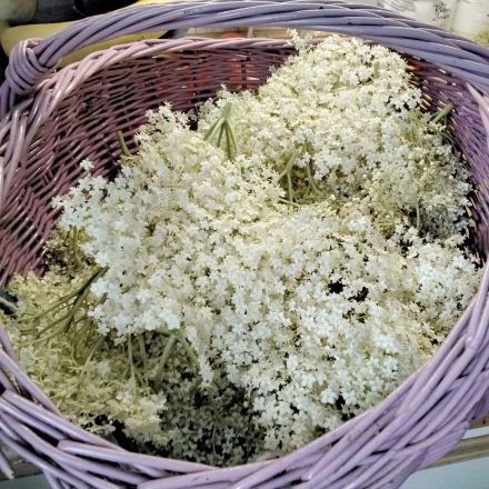 Holunderblüten-Sirup