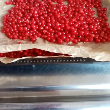 Johannisbeeren einfrieren - ganz einfach