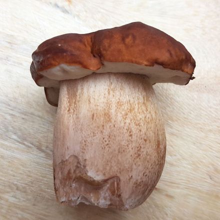 Pilze sammeln - Die wichtigsten Regeln & Tipps