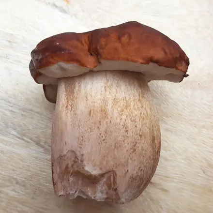 Pilze sammeln - Die wichtigsten Regeln & Tipps