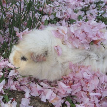 Meerschweinchen artgerecht halten