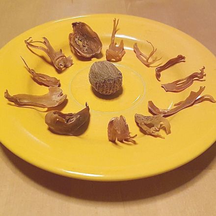 Muskat und Muskatblüte unterscheiden und verwenden