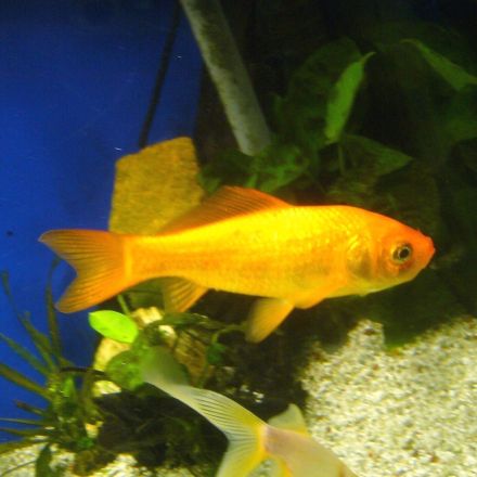 Tiere aussetzen – Folgen und was du dagegen tun kannst