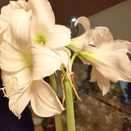 Amaryllis: richtige Pflege für eine erneute Blüte