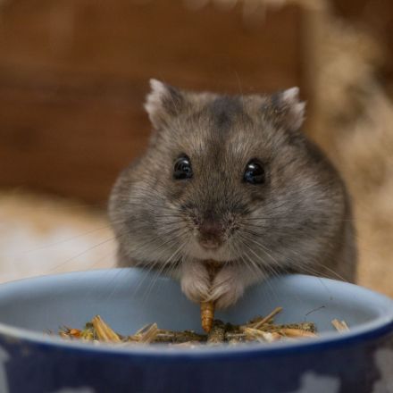 Zwerghamster: Arten, Haltung und Pflege